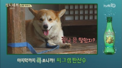 激カワ犬 キョウルが三食ハウスにやってきた 韓流エンタメ配信サービスmnet Smart エムネットスマート